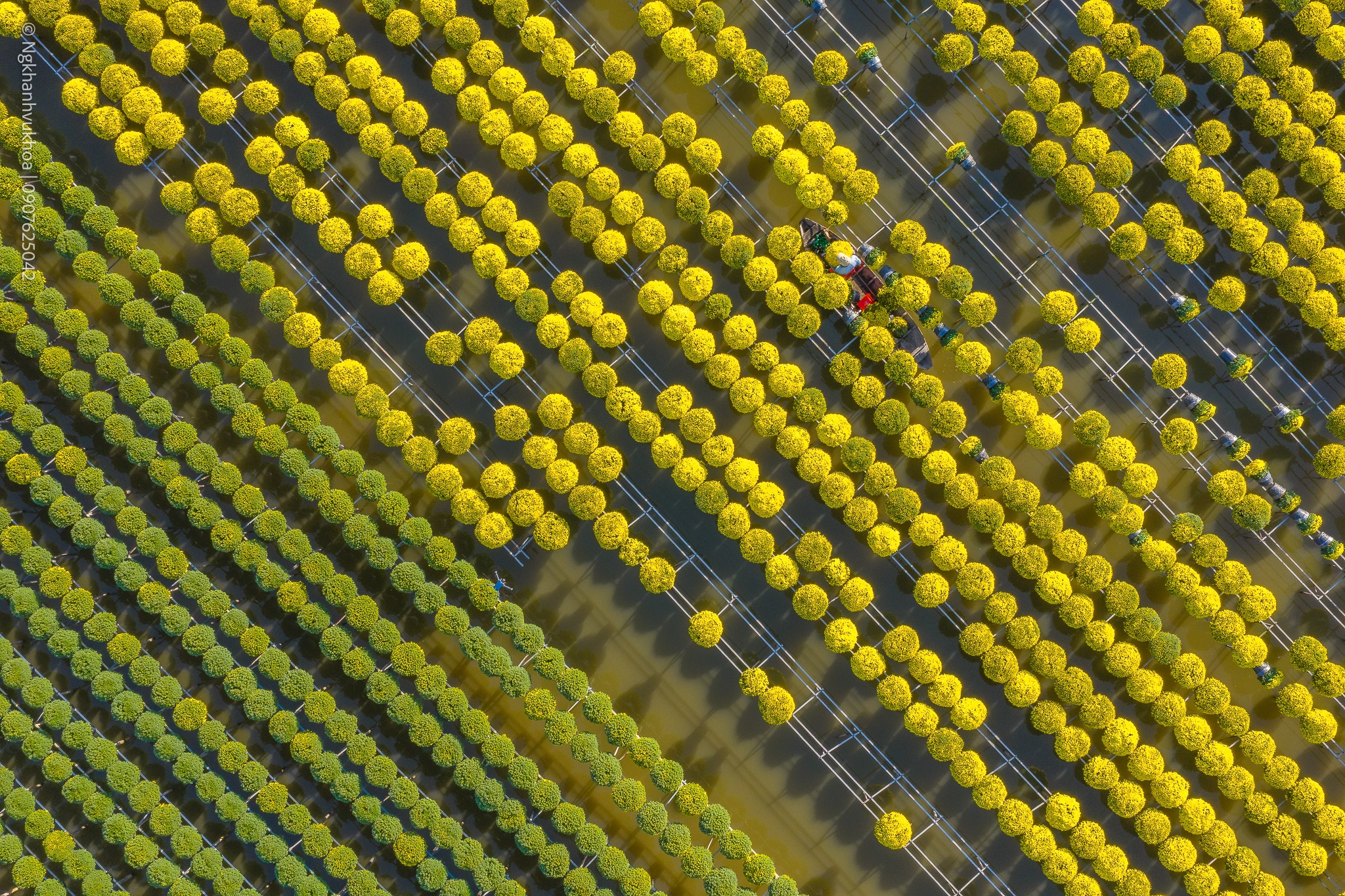 lang hoa sa dec: tu vuon xua khep kin den di san van hoa quoc gia - 15