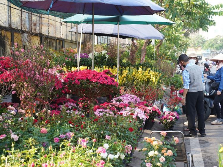 Hoa kiểng rực sắc xuống phố, nhịp Tết rộn ràng khắp TP.HCM