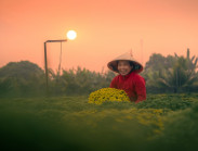 Làng hoa Sa Đéc: Từ vườn xưa khép kín đến di sản văn hóa quốc gia