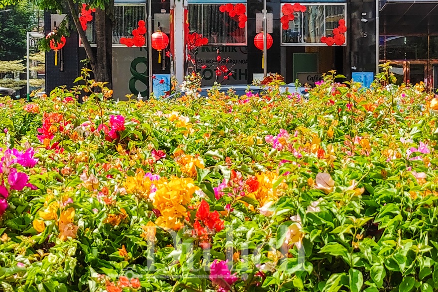 Voi 9 ngà – Gà 9 cựa – Ngựa 9 hồng mao đã lộ diện tại Đường hoa Bính Ngọ - 15