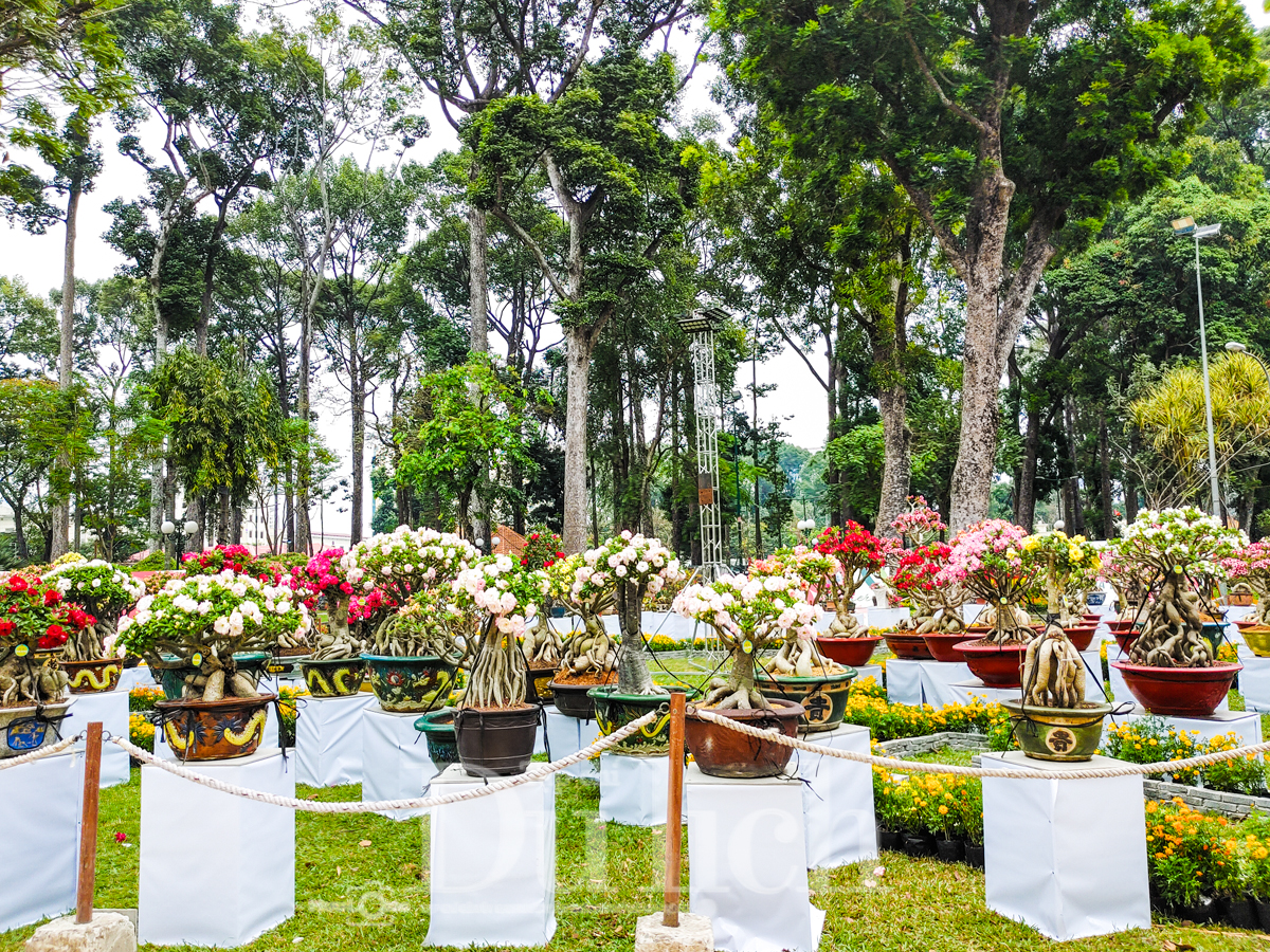 Ngắm Tam mã tung vó câu trước giờ khai mạc Hội hoa xuân Tao Đàn 2026 - 8