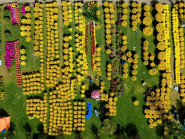 Rực rỡ muôn loài hoa ở chợ hoa Xuân xứ Huế