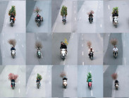 Bộ ảnh chở sắc xuân thu hút hàng chục nghìn lượt tương tác