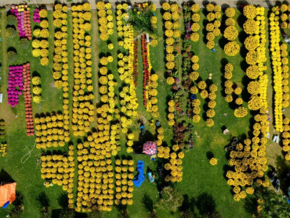 Chuyện hay - Rực rỡ muôn loài hoa ở chợ hoa Xuân xứ Huế