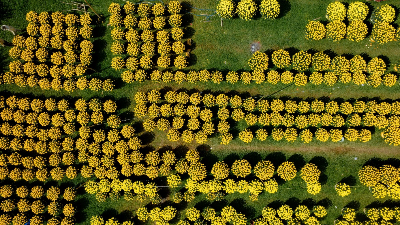 Rực rỡ muôn loài hoa ở chợ hoa Xuân xứ Huế - 3