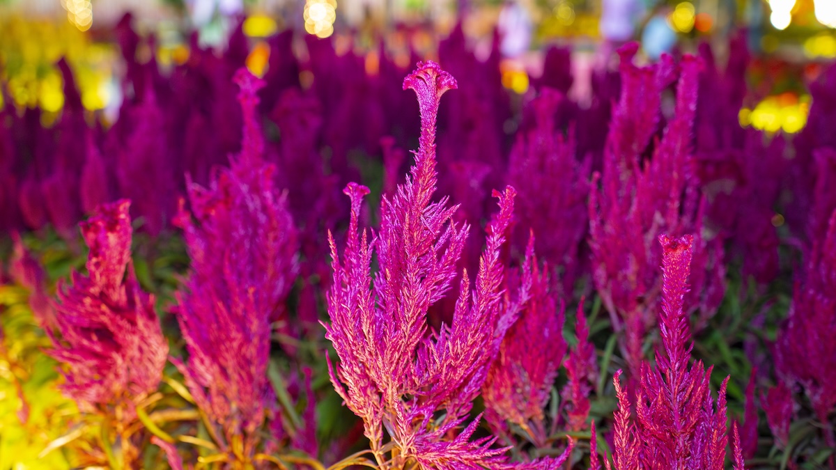 them mot khu dat 'vang' thanh cong vien lung linh ve dem, thu hut nguoi dan choi tet - 10