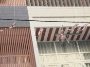 Người dân Cần Thơ treo nhiều vật dụng để đuổi chim trước nhà