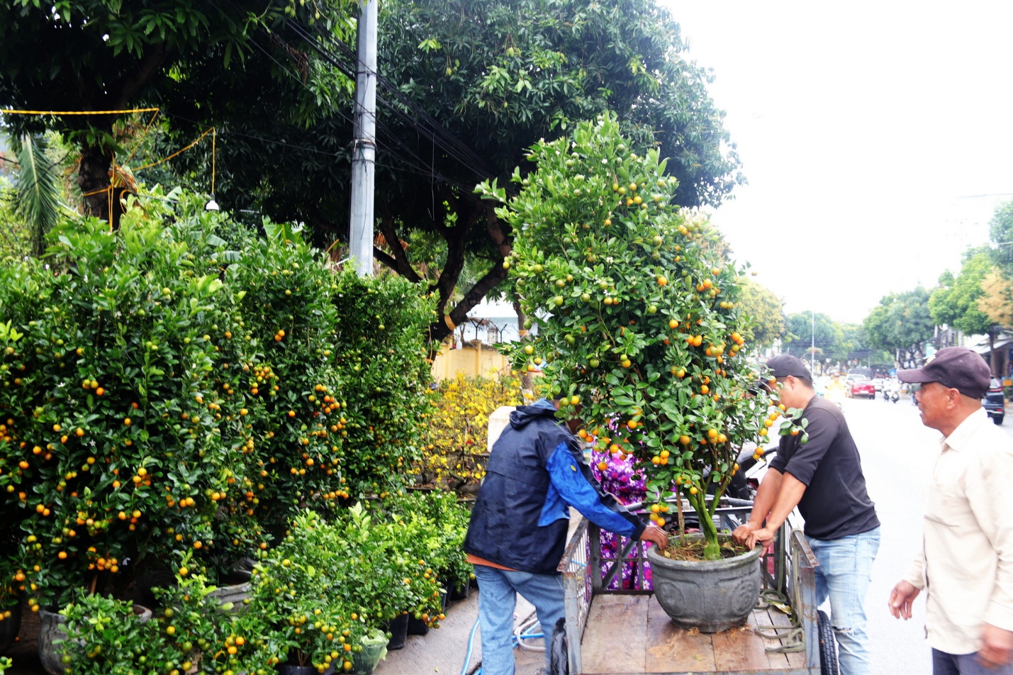 Những con đường Tết ở Nha Trang - 3