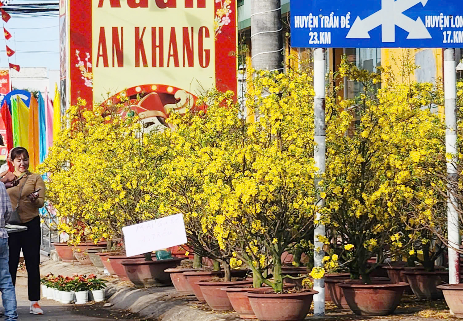 Mai vàng ‘đại hạ giá’ chiều 29 Tết ở miền Tây - 1