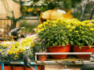 Suy ngẫm - Những mùa xuân gần lại