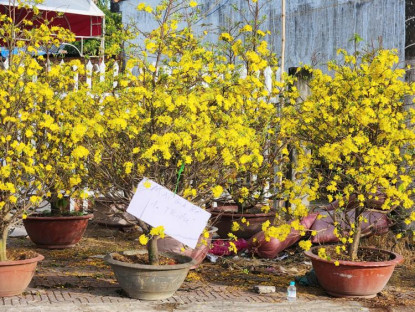  - Mai vàng ‘đại hạ giá’ chiều 29 Tết ở miền Tây