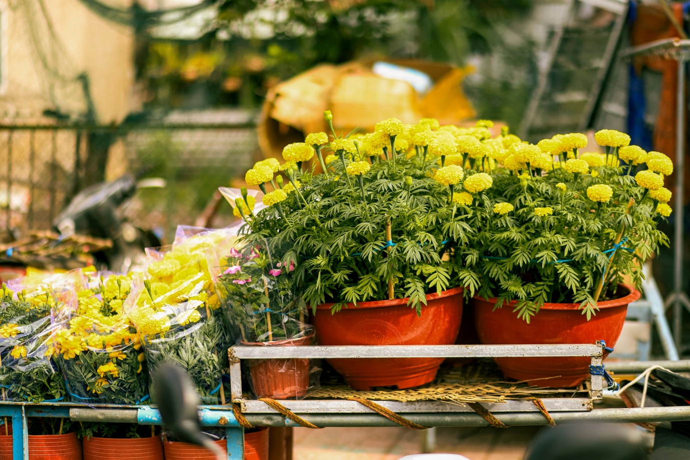 Những mùa xuân gần lại - 3