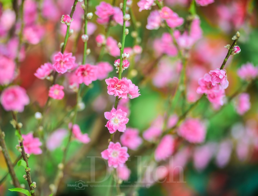 Ngày cuối chợ hoa tết, khách du xuân chụp ảnh đông hơn khách mua - 2