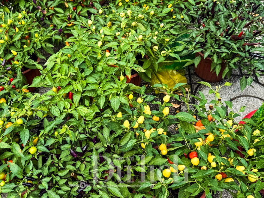 Ngày cuối chợ hoa tết, khách du xuân chụp ảnh đông hơn khách mua - 5