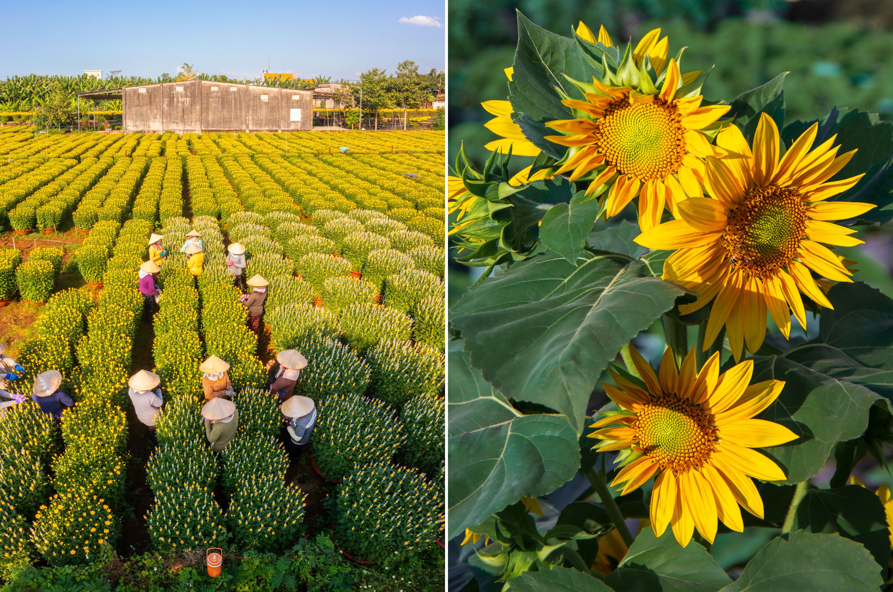 ve lang hoa gia kiem, gap nhung nguoi nong dan can man 'lam ra tet' - 3