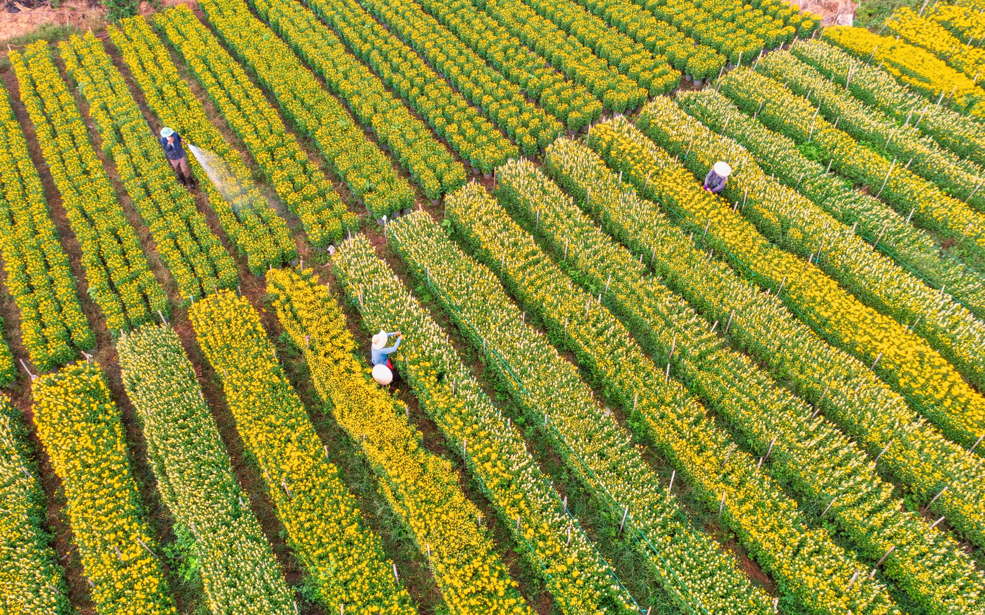 ve lang hoa gia kiem, gap nhung nguoi nong dan can man 'lam ra tet' - 4