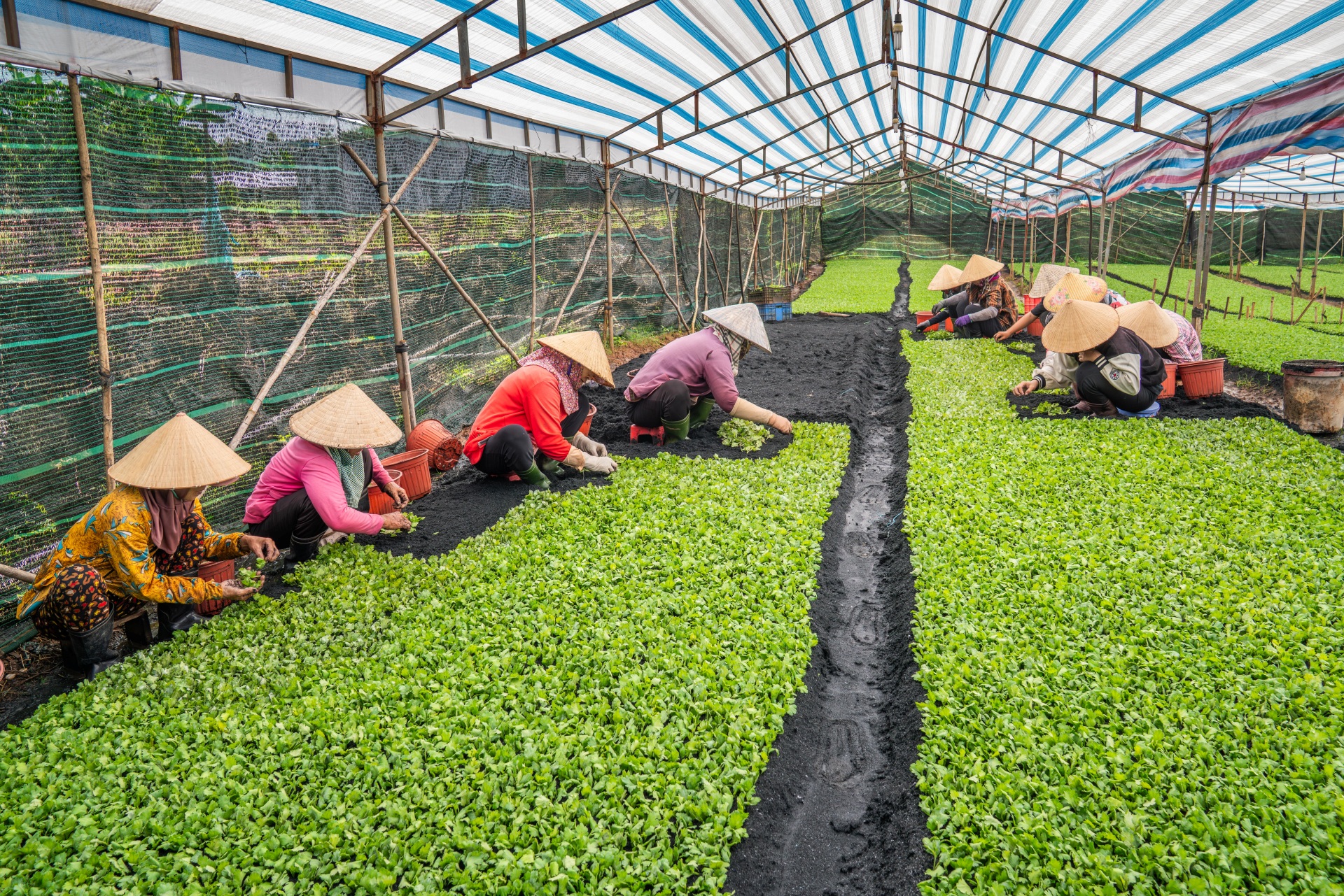 ve lang hoa gia kiem, gap nhung nguoi nong dan can man 'lam ra tet' - 5