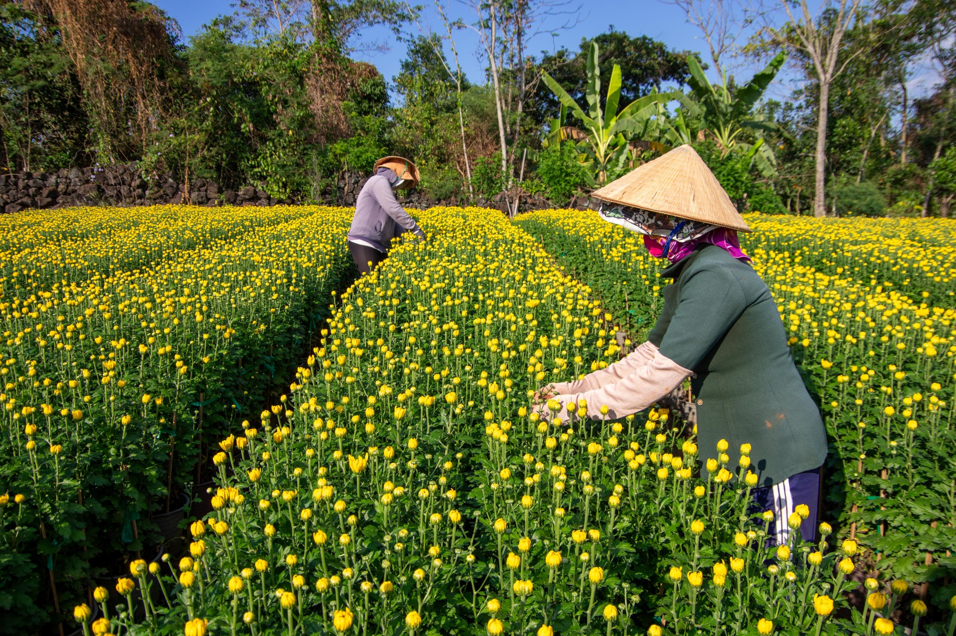 ve lang hoa gia kiem, gap nhung nguoi nong dan can man 'lam ra tet' - 7