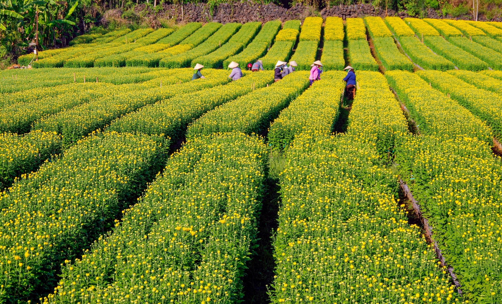 ve lang hoa gia kiem, gap nhung nguoi nong dan can man 'lam ra tet' - 8