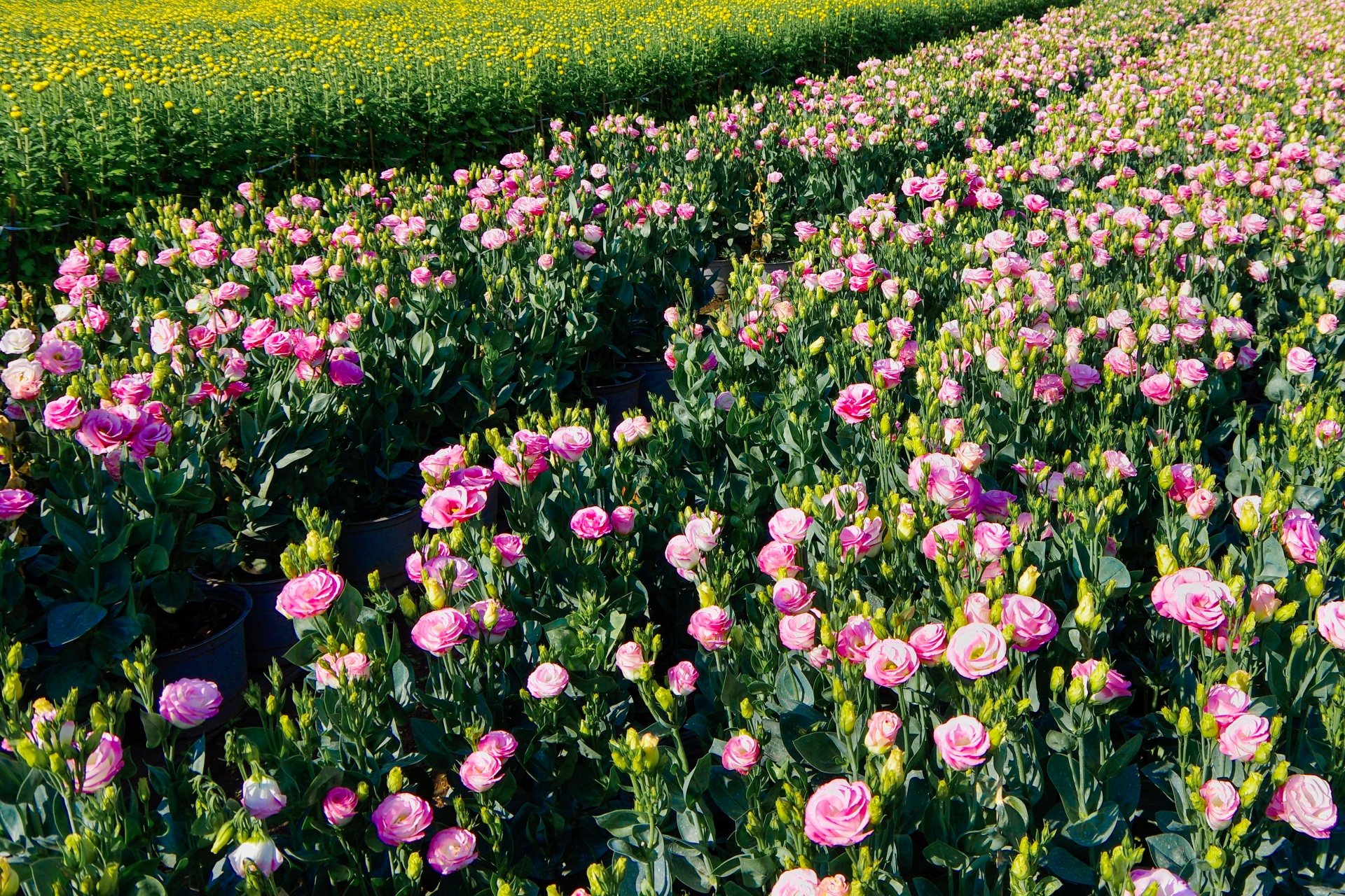 ve lang hoa gia kiem, gap nhung nguoi nong dan can man 'lam ra tet' - 13