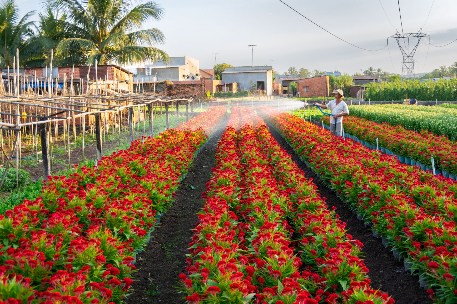 ve lang hoa gia kiem, gap nhung nguoi nong dan can man 'lam ra tet' - 6