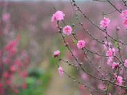 Một góc nhìn của người xưa về năm Bính Ngọ 2026