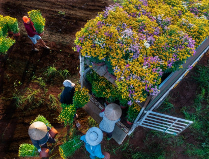 Về làng hoa Gia Kiệm, gặp những người nông dân cần mẫn 'làm ra Tết'