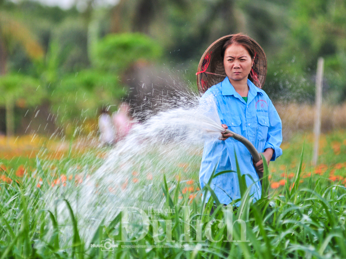 'Giêng hai' gõ cửa, gió xuân dệt thảm vàng trên cánh đồng mai ươm nắng - 3