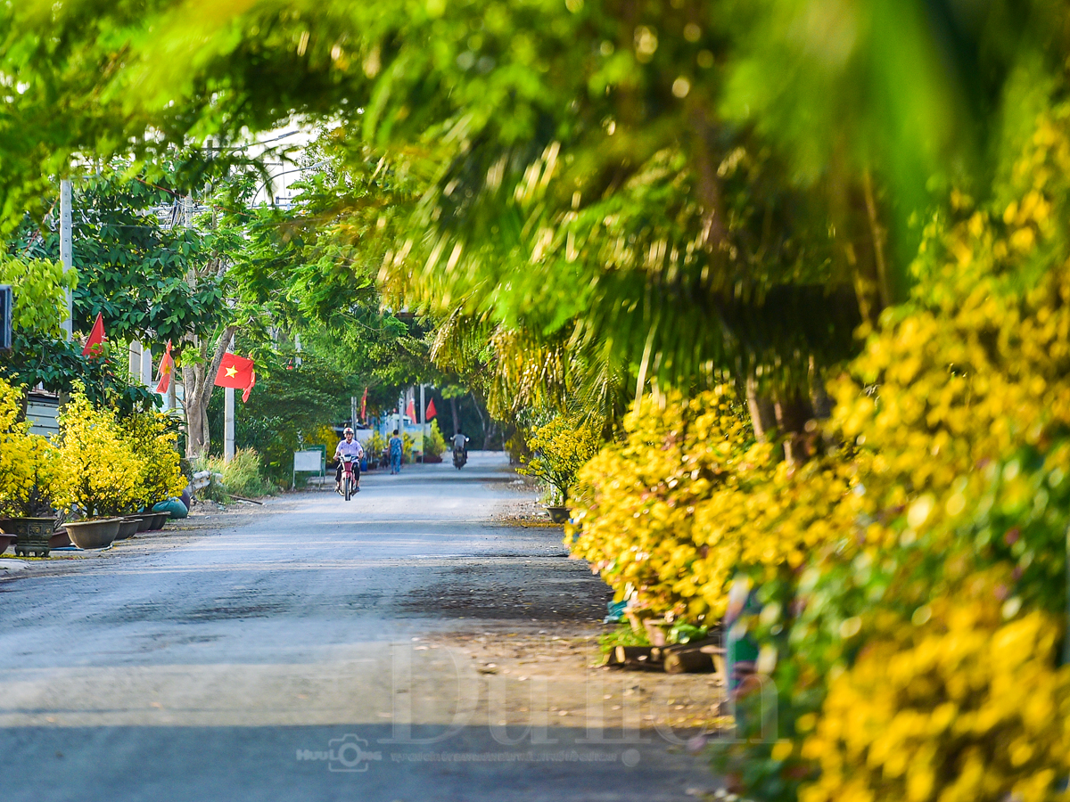 'Giêng hai' gõ cửa, gió xuân dệt thảm vàng trên cánh đồng mai ươm nắng - 6