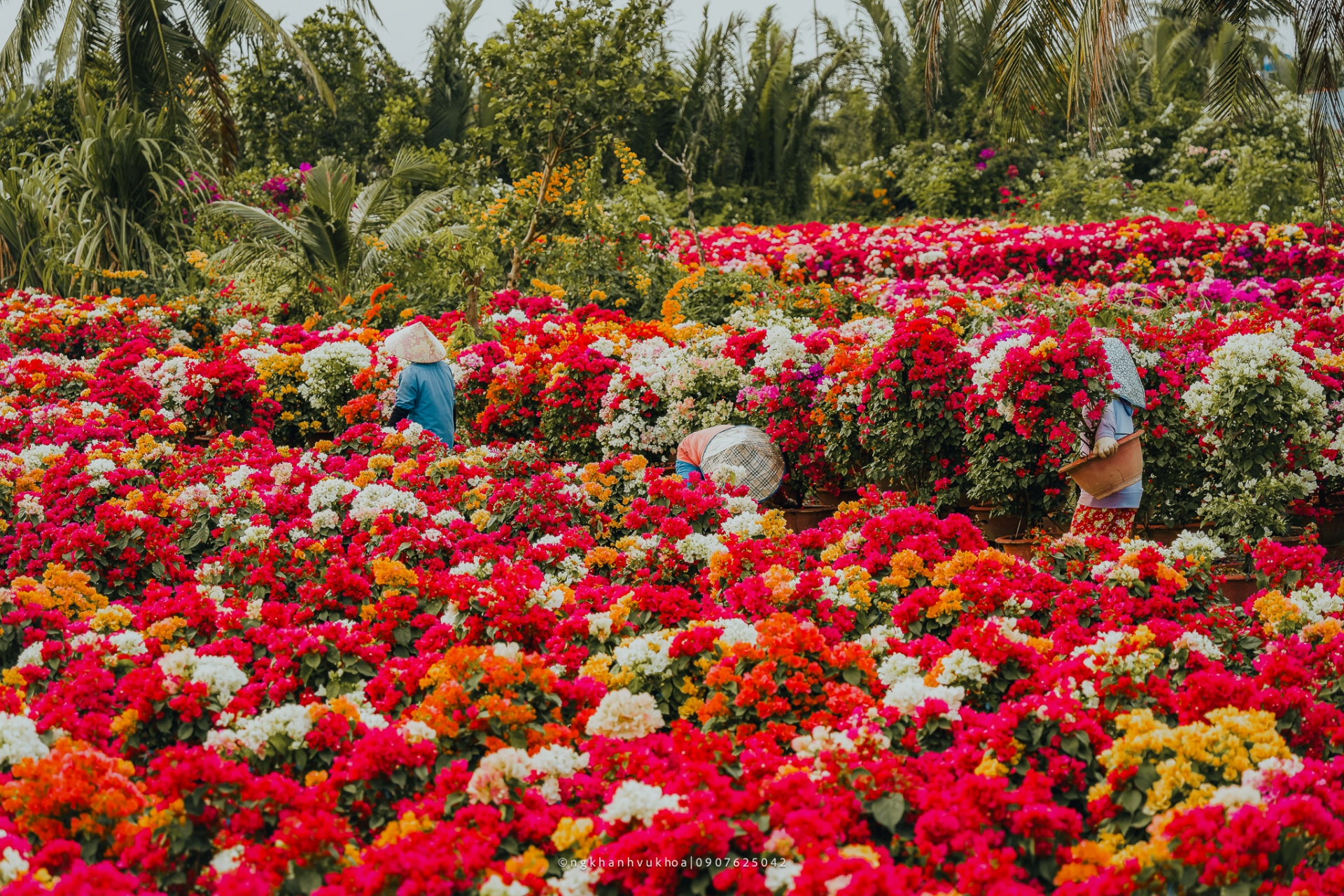 tim ve vuong quoc hoa giay hai thap ky can man 'det' sac xuan - 10