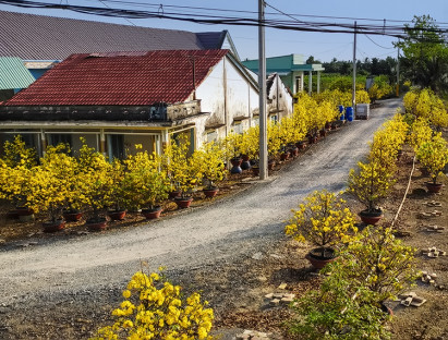 Du lịch biển - 'Giêng hai' gõ cửa, gió xuân dệt thảm vàng trên cánh đồng mai ươm nắng