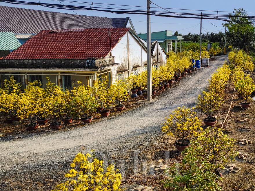 'Giêng hai' gõ cửa, gió xuân dệt thảm vàng trên cánh đồng mai ươm nắng - 10