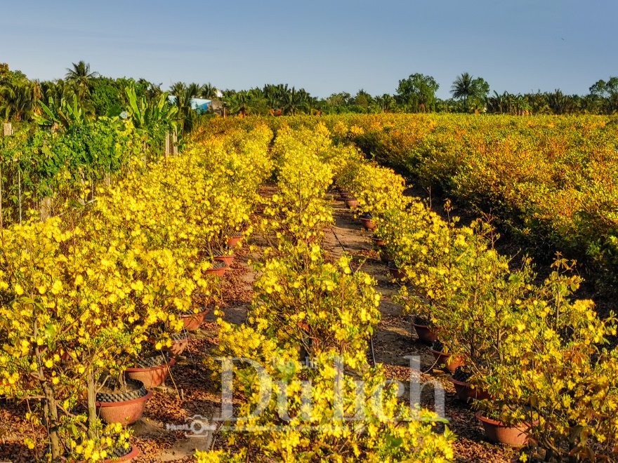 'Giêng hai' gõ cửa, gió xuân dệt thảm vàng trên cánh đồng mai ươm nắng - 11