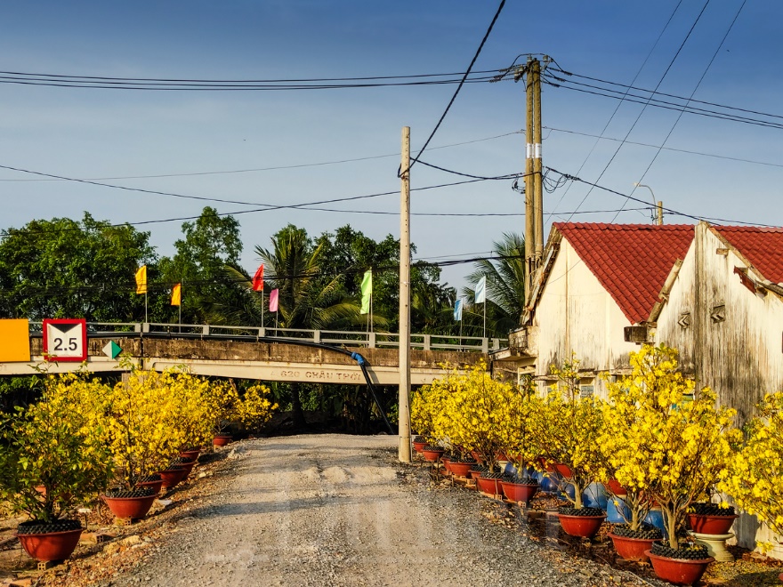 'Giêng hai' gõ cửa, gió xuân dệt thảm vàng trên cánh đồng mai ươm nắng - 5