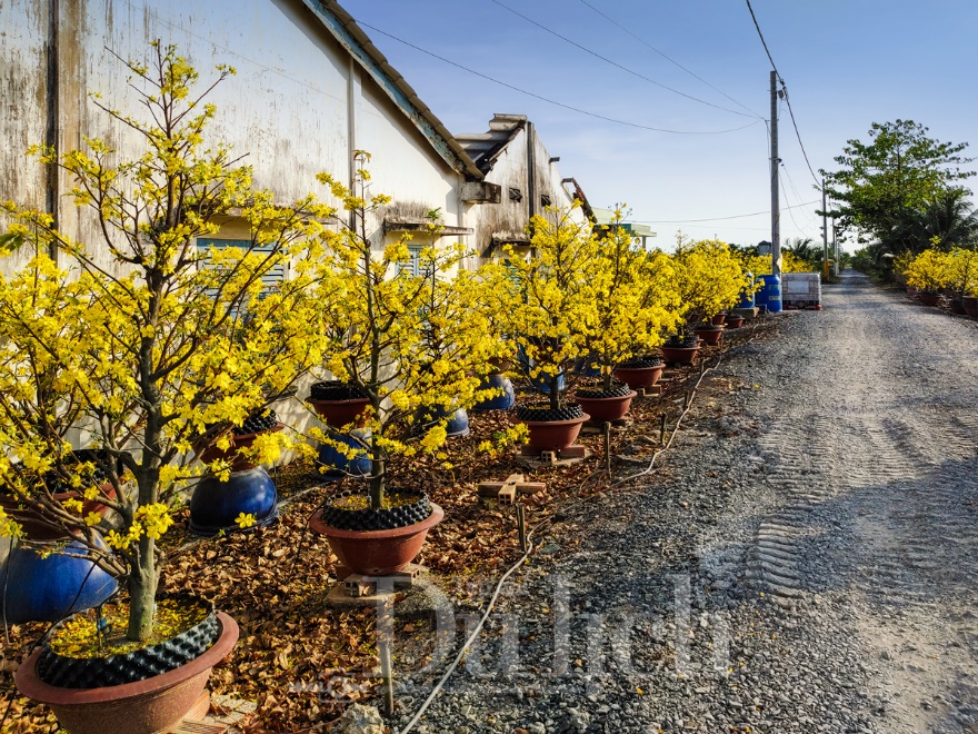 'Giêng hai' gõ cửa, gió xuân dệt thảm vàng trên cánh đồng mai ươm nắng - 13