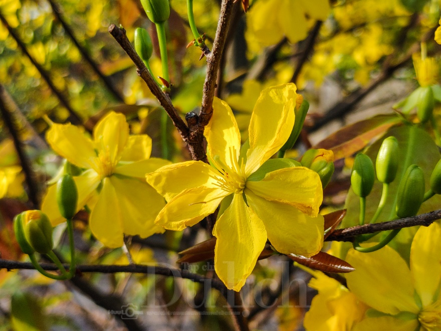 'Giêng hai' gõ cửa, gió xuân dệt thảm vàng trên cánh đồng mai ươm nắng - 9