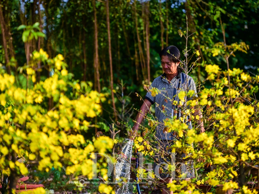 'Giêng hai' gõ cửa, gió xuân dệt thảm vàng trên cánh đồng mai ươm nắng - 14