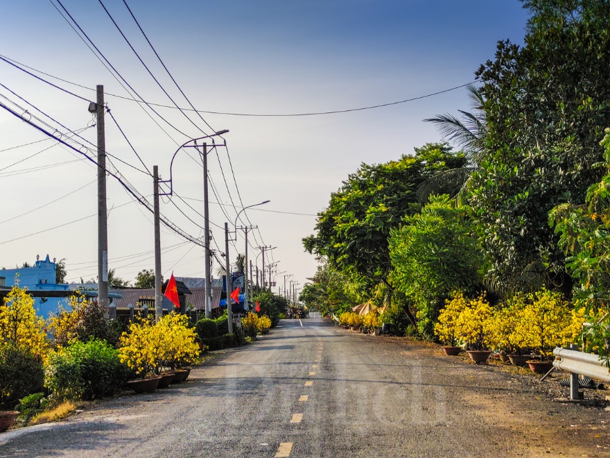 'Giêng hai' gõ cửa, gió xuân dệt thảm vàng trên cánh đồng mai ươm nắng - 4