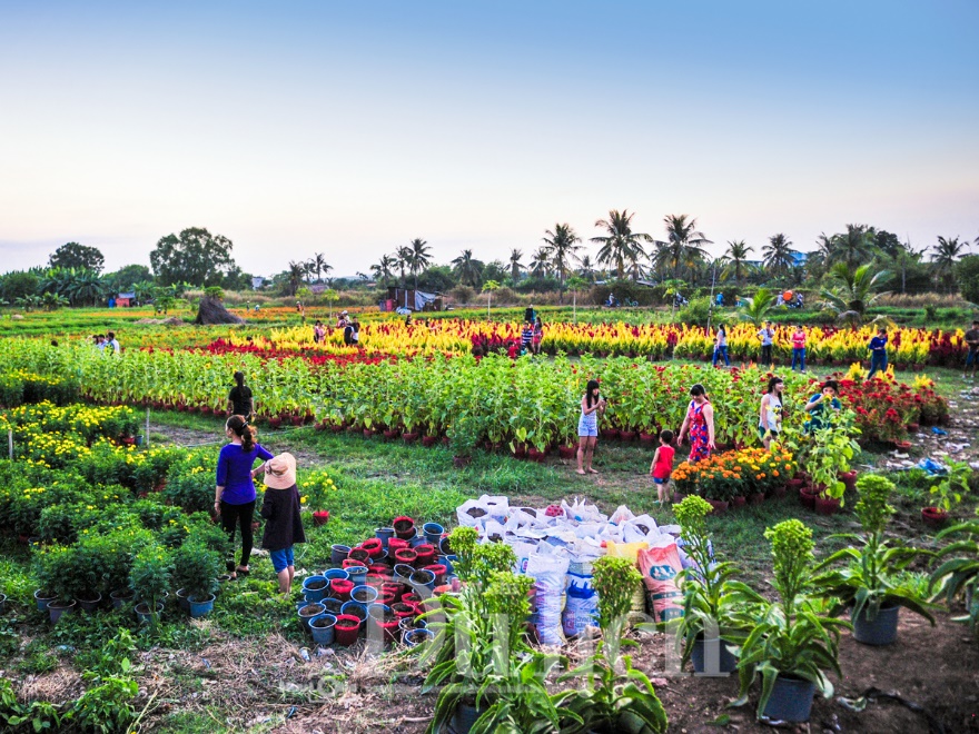 'Giêng hai' gõ cửa, gió xuân dệt thảm vàng trên cánh đồng mai ươm nắng - 2