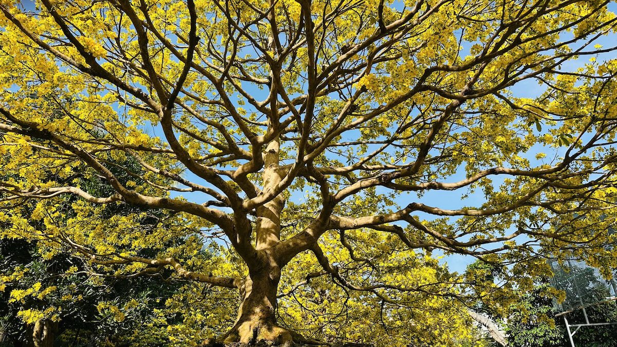 Choáng ngợp vườn mai gần chục tỉ đồng nở rực, mở cửa miễn phí đến mùng 6 Tết - 3