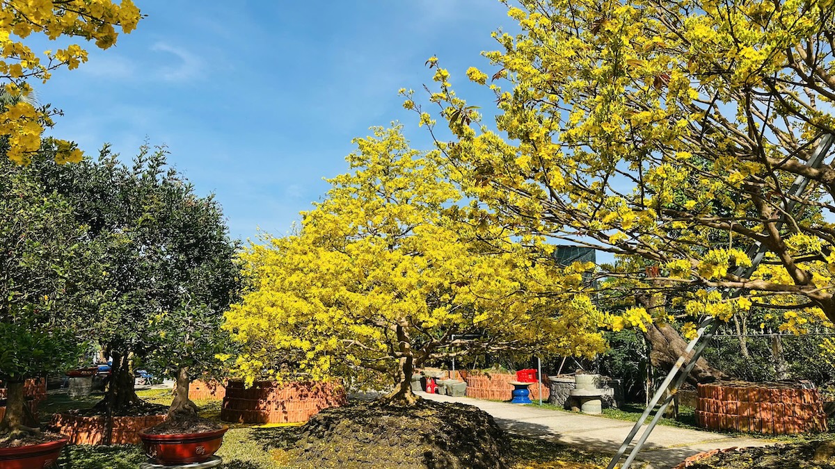 Choáng ngợp vườn mai gần chục tỉ đồng nở rực, mở cửa miễn phí đến mùng 6 Tết - 7