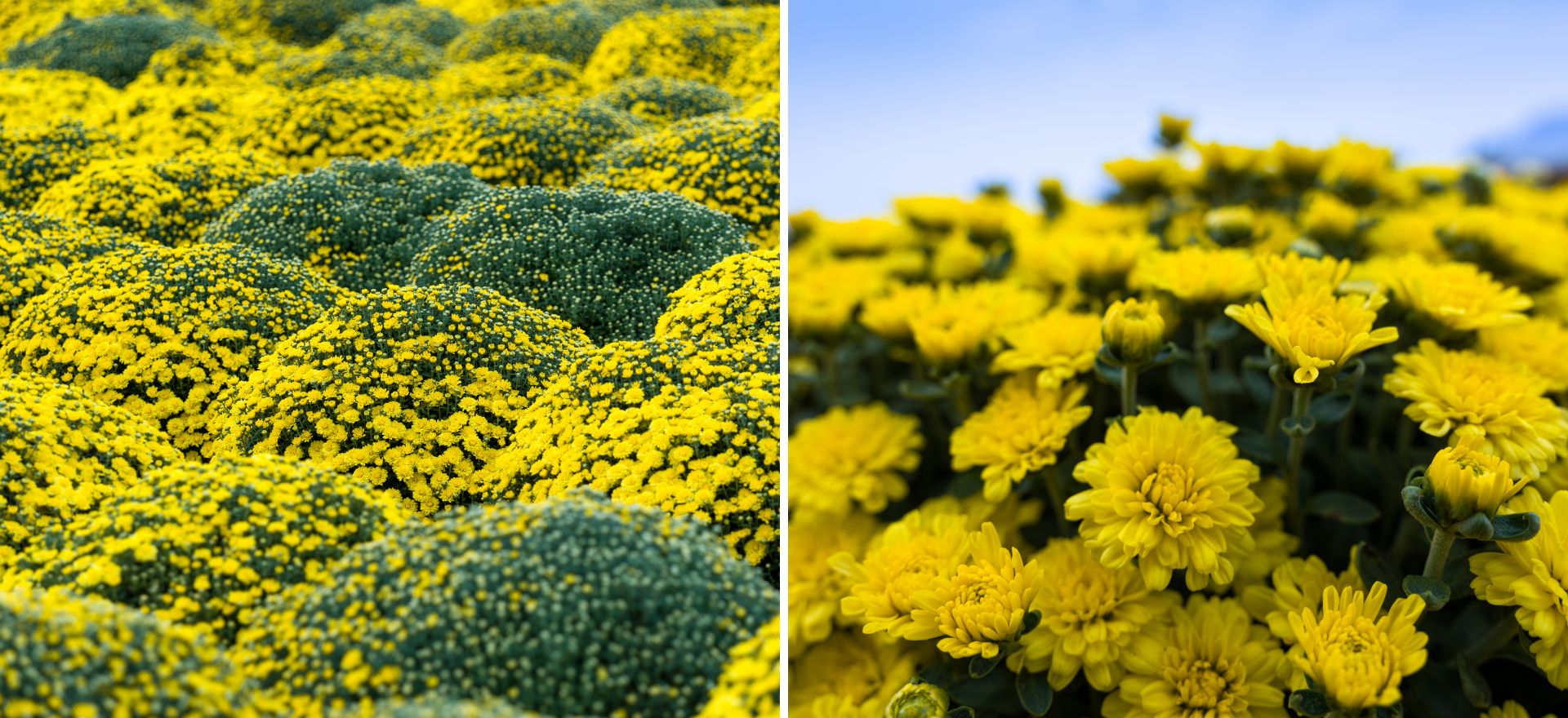 dang sau sac vang cuc mam xoi o lang hoa kieng cai mon - cho lach - 2