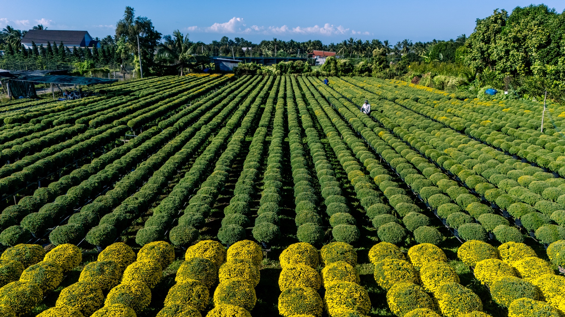 dang sau sac vang cuc mam xoi o lang hoa kieng cai mon - cho lach - 3