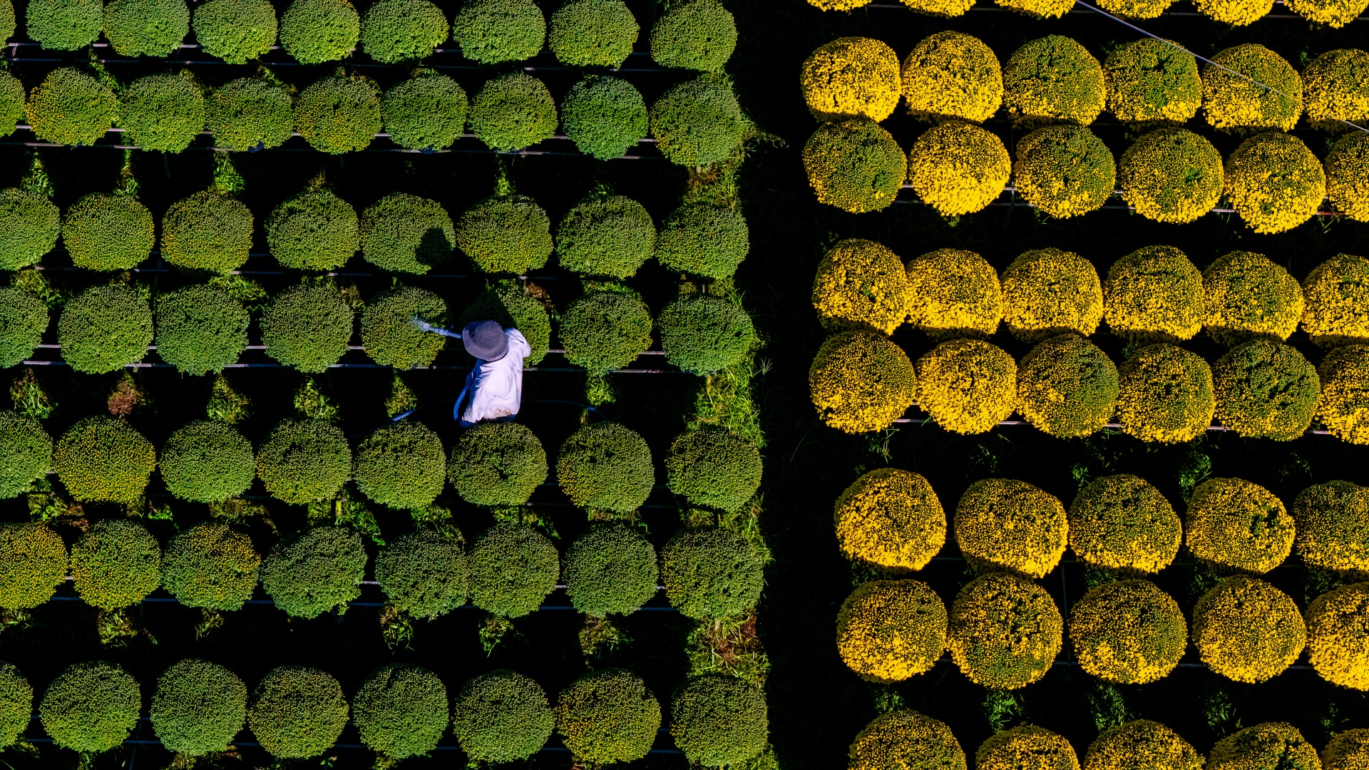 dang sau sac vang cuc mam xoi o lang hoa kieng cai mon - cho lach - 4