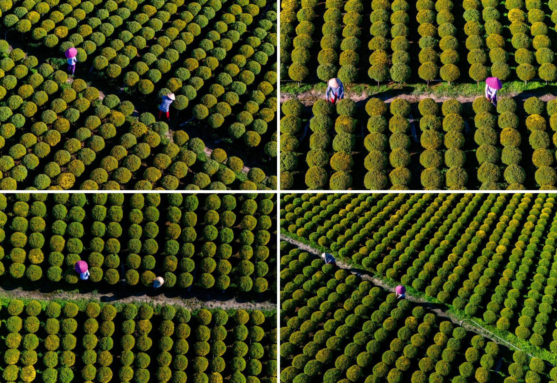 dang sau sac vang cuc mam xoi o lang hoa kieng cai mon - cho lach - 6