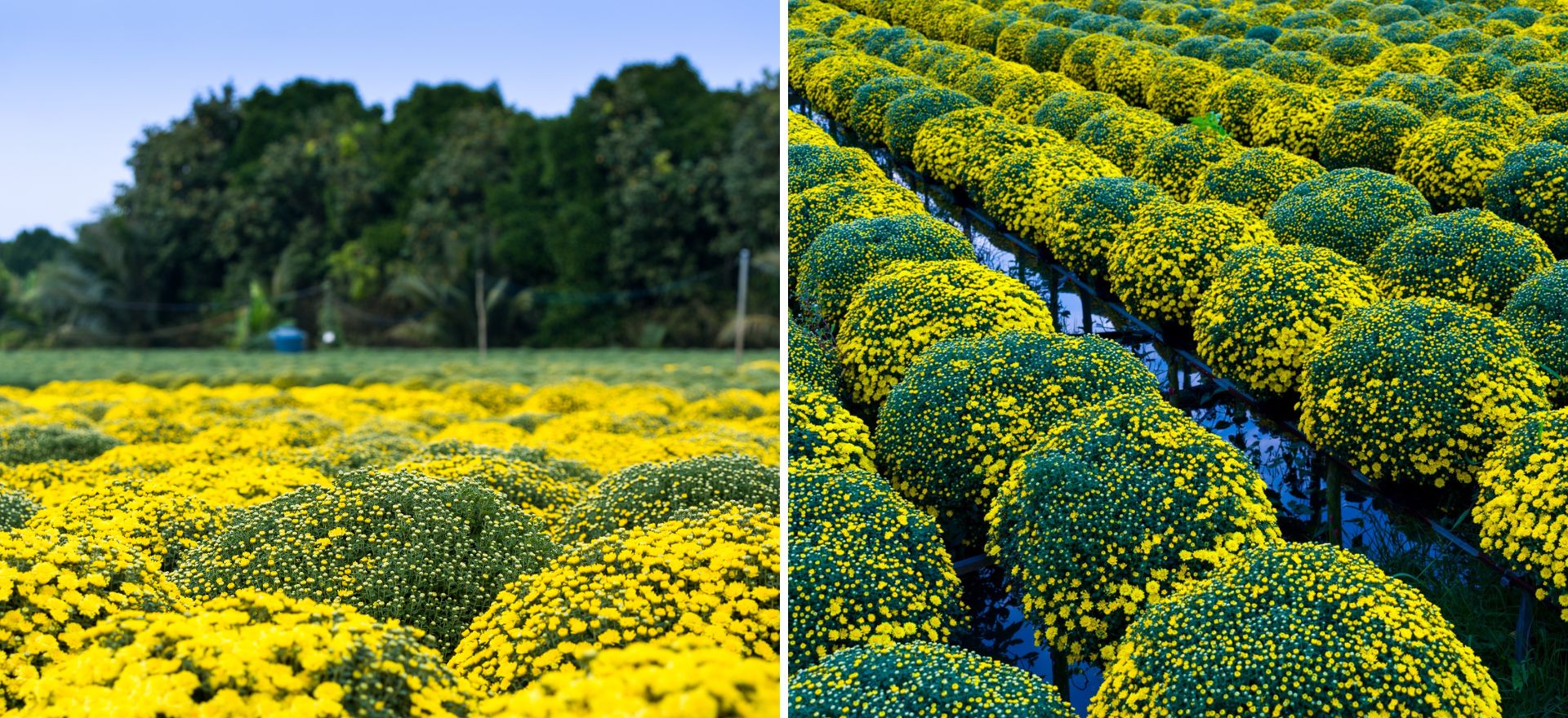 dang sau sac vang cuc mam xoi o lang hoa kieng cai mon - cho lach - 8