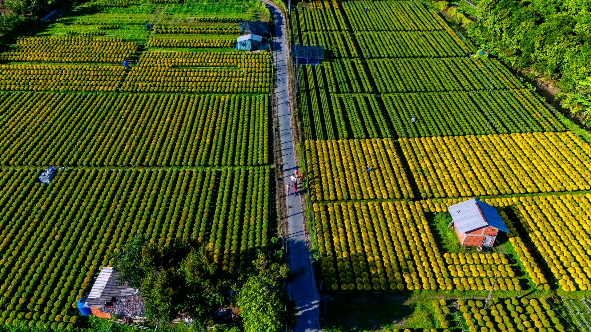 dang sau sac vang cuc mam xoi o lang hoa kieng cai mon - cho lach - 9