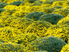  - Đằng sau sắc vàng cúc mâm xôi ở làng hoa kiểng Cái Mơn - Chợ Lách