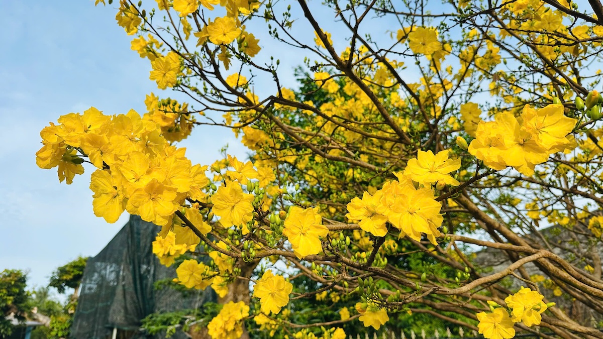 Choáng ngợp vườn mai gần chục tỉ đồng nở rực, mở cửa miễn phí đến mùng 6 Tết - 2