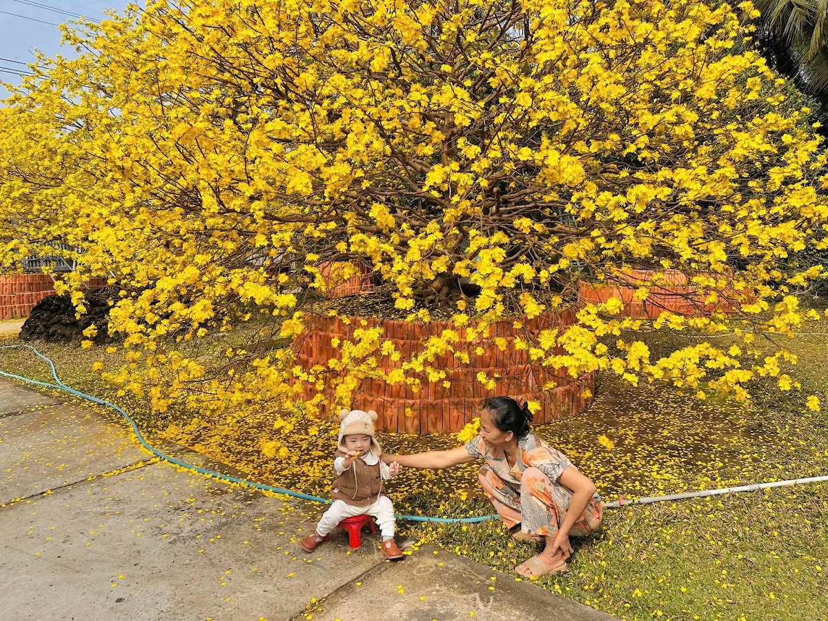 Choáng ngợp vườn mai gần chục tỉ đồng nở rực, mở cửa miễn phí đến mùng 6 Tết - 5